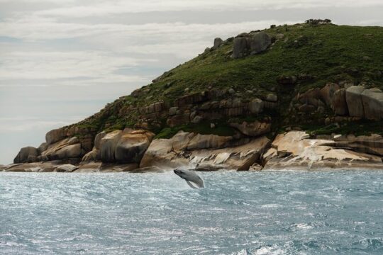 Whale Watching Cruise from Tidal River