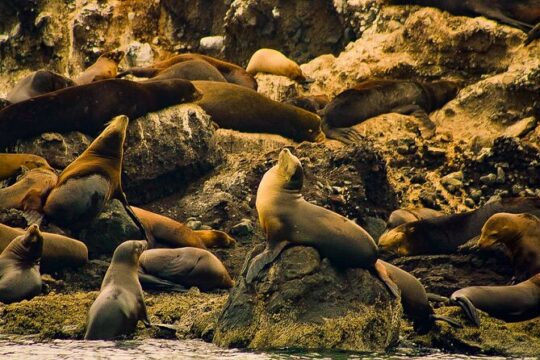 Espíritu Santo and Balandra Beach Combo Tour: Sea Lion Snorkeling