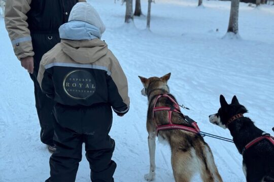 2 Day Tour Husky Ride Snowmobiles Northern Lights and Ranua Zoo