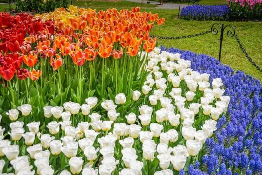 Albany Tulip Day Tour from Boston