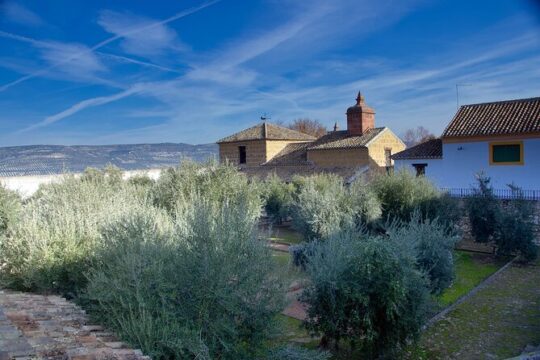 Guided tour of the Museum of Olive Culture Oil Tasting