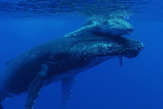 Private Tour 4h Whale watching quiet area peninsula Tahiti
