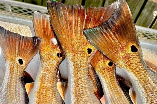 Triple Delight Three Person Bay Fishing Trip at South Padre