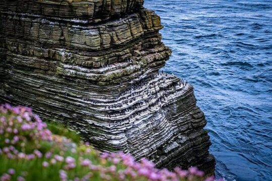 Puffin Tour