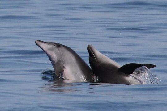 Dolphin watching al tramonto in Sardegna (Olbia/Golfo Aranci)