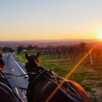 Horse Carriage Rides