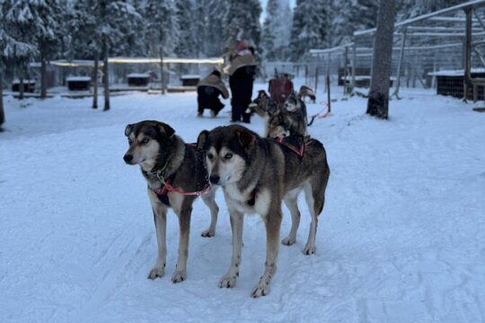 One Day: Husky and Reindeer ride and Snowmobile with Ice Fishing