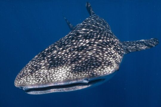 Snorkel with Giants at Ningaloo Reef