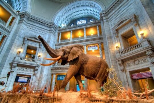 From Dinosaurs to Diamonds: Discover Natural History