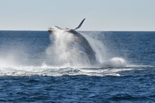 Sea Cliff Bridge Tours with Whale Watching and Wine Tasting