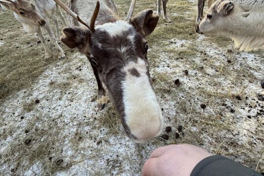 Rovaniemi Reindeer Safari Sleigh Ride