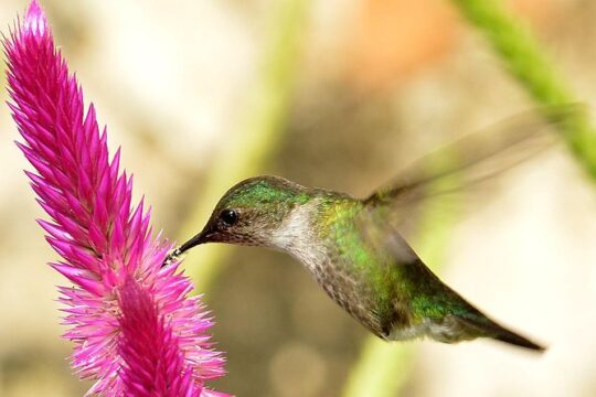 Private Birdwatching in Los Haitises National Park