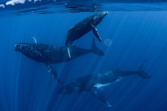 Whale Watching Activity