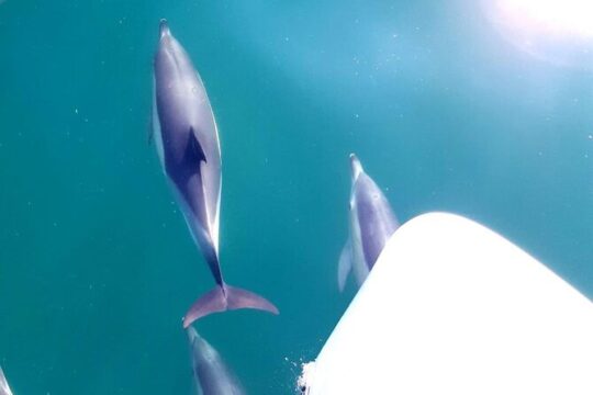 Fishing Experience in Marbella with Dolphin Watching