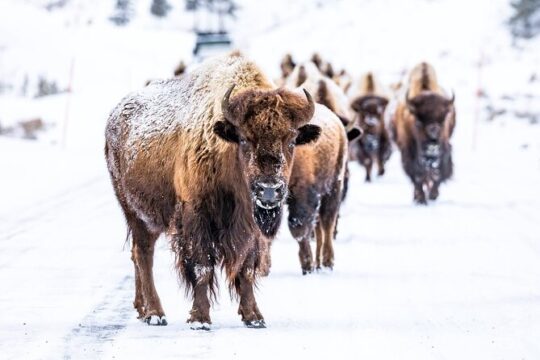 Yellowstone Winter Day Adventure