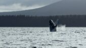 Wildlife tour