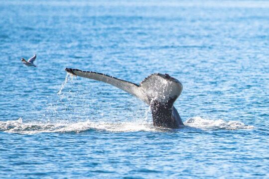 From Akureyri Port Iceland Tour By Boat Shared