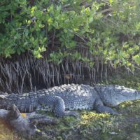 Eco Tours