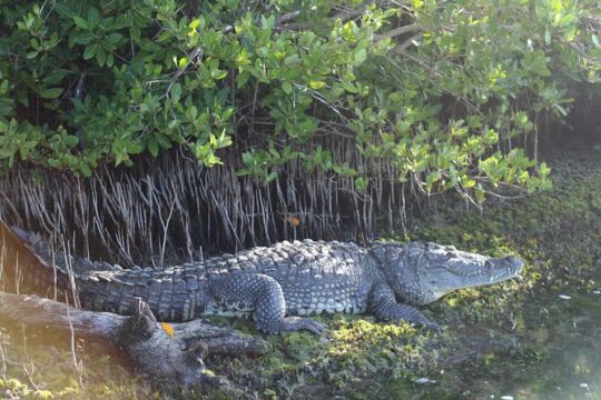 River Lizards Boat Tour for Flora and Fauna Observation