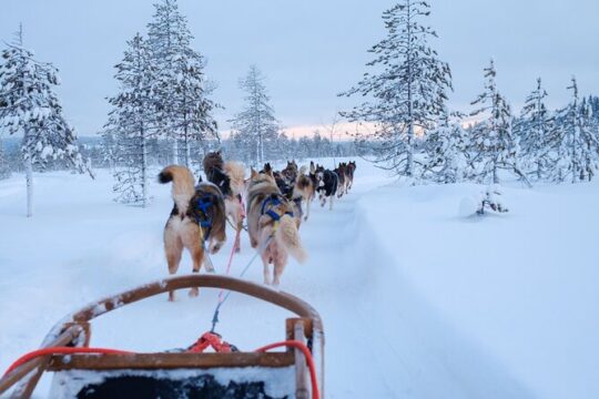 Rovaniemi Lapland Husky Experience