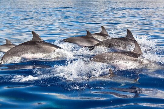 3 Hours Dolphin Watching Glass-Bottom Boat Trip