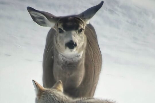 Private Wolf and Bear Watching in Yellowstone