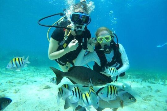 Chankanaab Park Plus Discovery Scuba Dive and Lunch and Drinks