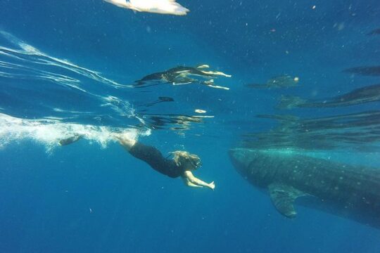 Half Day Whale Shark Tour From Tulum