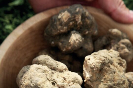 Truffle Hunting Food And Bitter Tasting At Casa Nepeta