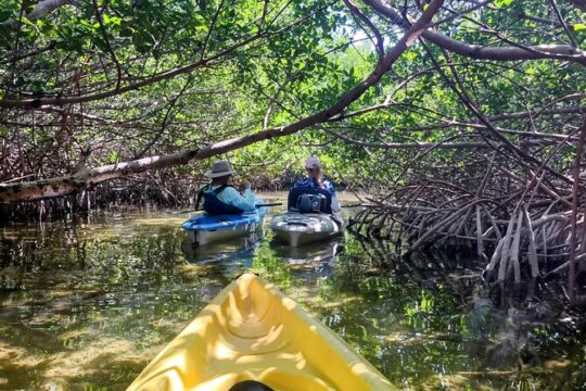 Private Guided Mangrove Eco-Tour Adventure