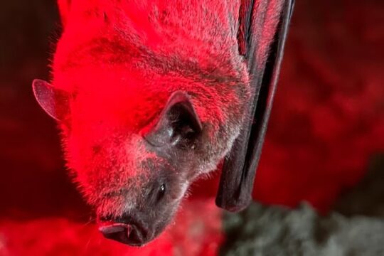 Cave, Bats and Boas - Mata de Banana Nature Reserve