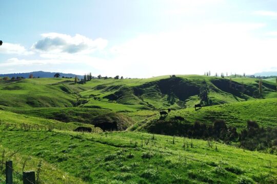 12 Day New Zealand Private Tour from Auckland to Stewart Island