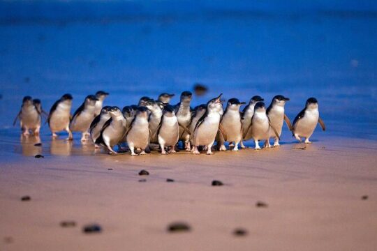 Phillip Island Private Tour Penguins Wildlife and Scenic Views
