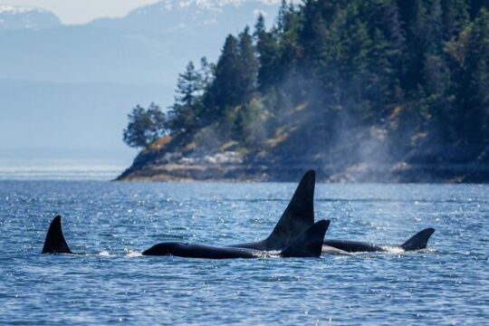 Victoria City Tour with Whale Watching
