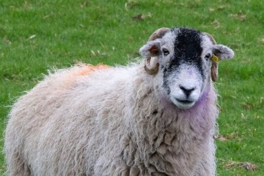 All Creatures Sereis Filming Location Tour Yorkshire Dales