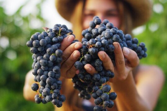Brunello Harvest Experience in Tuscany