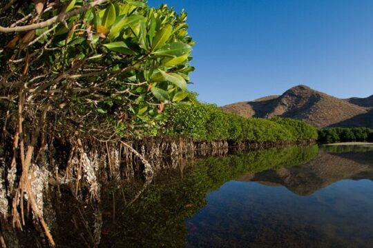 Mangrove Adventure with Snorkeling and Shellfish Tasting