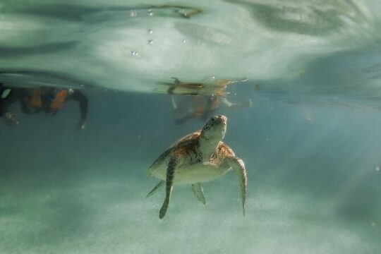 Tour and swim with sea turtles