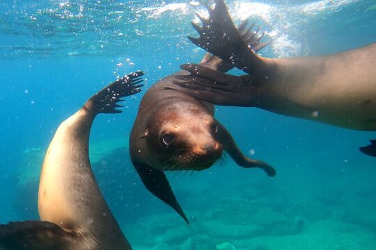 Espiritu Santo Island: Snorkel, Wildlife and Beach