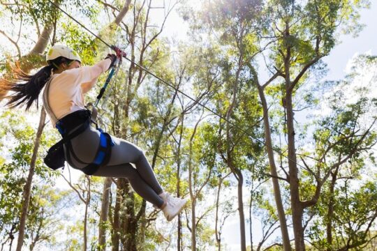 Tamborine Mountain Ziplining Activity Experience