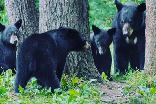 3hr Custom Private Tour of Ketchikan (4 People) Wildlife + More