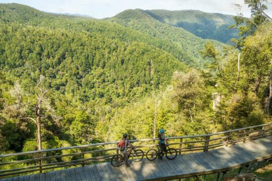 Half Day Guided Mountain Biking Adventure in Nelson
