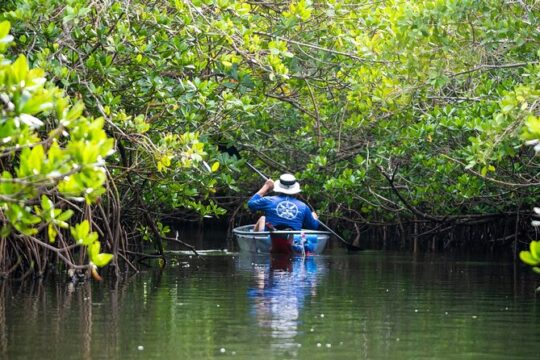 Round Island 2-Hour Glass Bottom Guided Kayak Eco Tour
