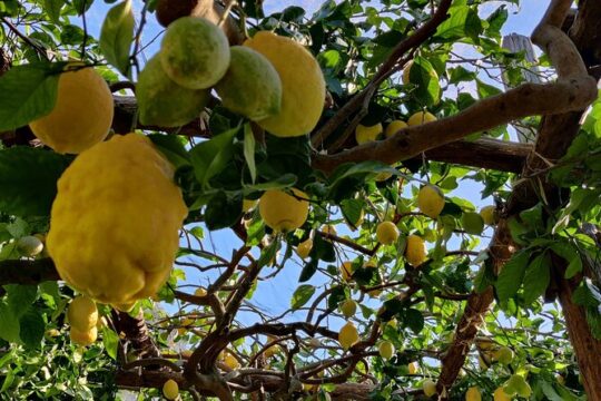 Lemon tour on the Amalfi Coast
