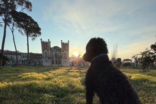 Guided Walking Tour in Barcelona with a 4 Legged Companion