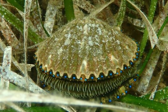 Premier Scalloping Adventure on Florida's Nature Coast